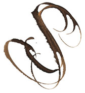 Calligraphie Michel Anastasio